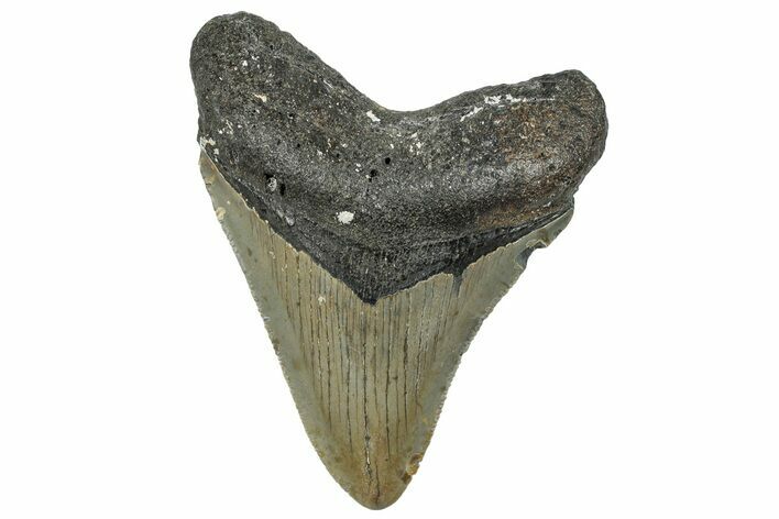 Serrated, Fossil Megalodon Tooth - North Carolina #295246
